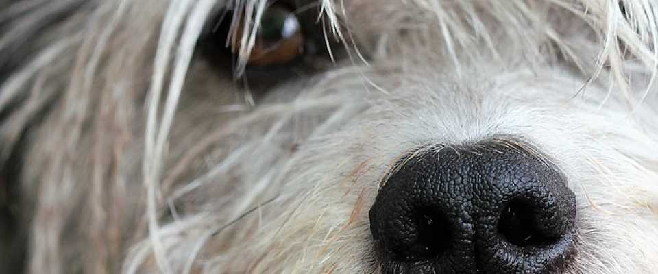 Dlaczego psu ropiej oczy? Zaropiae oczy u psa.