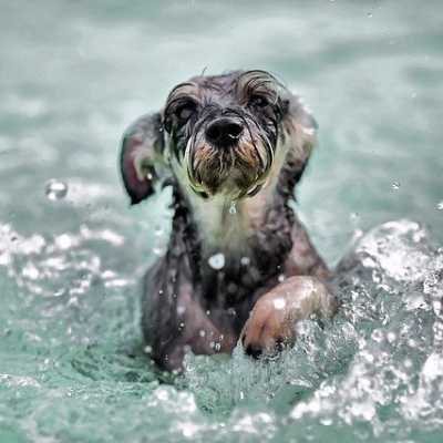 Pies w basenie - o czym należy pamiętać, jak się bawić z psem w wodzie?