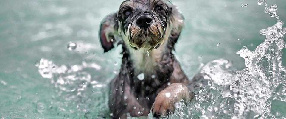 Pies w basenie - o czym naley pamita, jak si bawi z psem w wodzie?