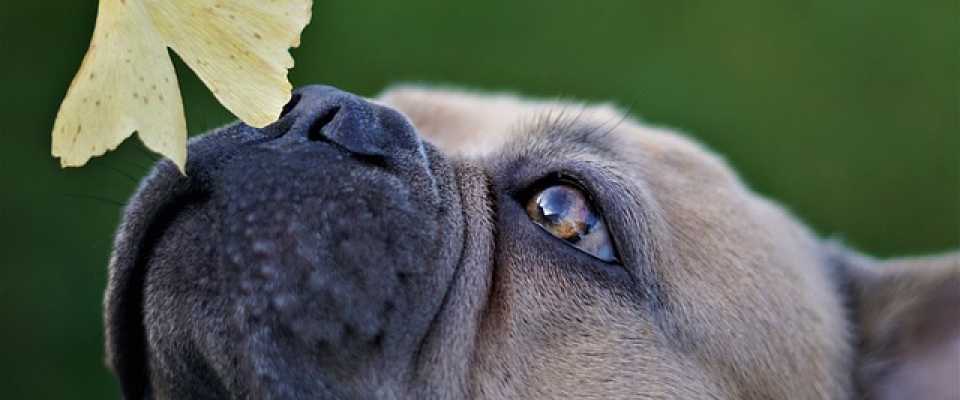 Jakiego zapachu nie lubi psy? TOP 10 najgorszych aromatw