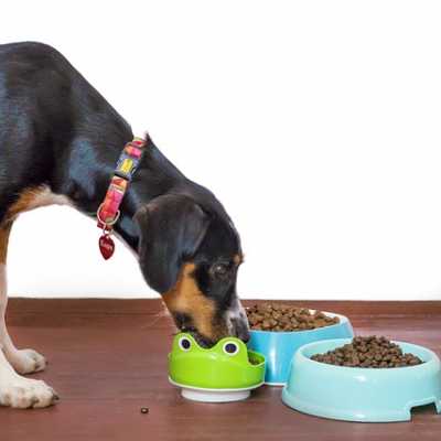 Czym jest karma monoproteinowa (monobiałkowa) dla psa? Jaki ma skład?