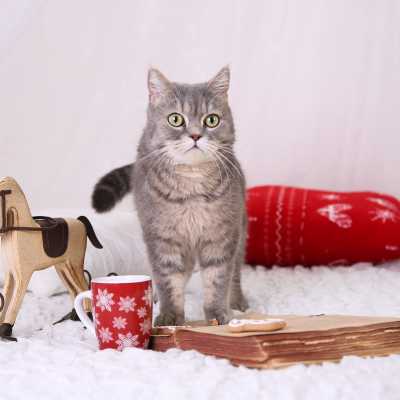Prezent świąteczny dla kota: co wybrać? Sprawdź co wybrać dla milusińskiego lub jego właściciela!