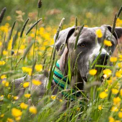 Jakie zioła i przyprawy są szkodliwe dla naszego psa? Sprawdź!