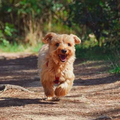 Ile kilometrów może przejść mój pies? Jak długi powinien być spacer?