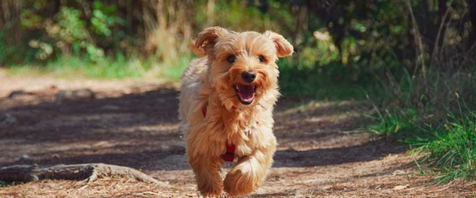 Ile kilometrw moe przej mj pies? Jak dugi powinien by spacer?