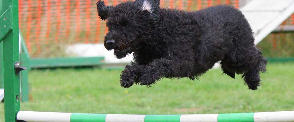 Agility dla psa: Co to jest trening agility i jak go zacz?