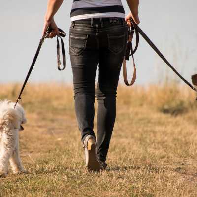 5 zalet ze spaceru z psem: sprawdź je!
