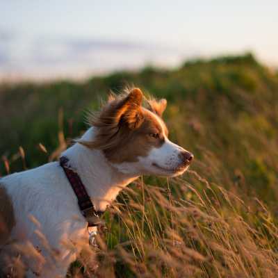 Dlaczego psy lubią wygrzewać się na słońcu?