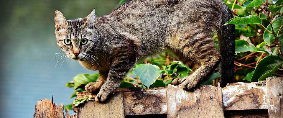 Toksoplazmoza u kota: jak rozpozna?