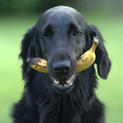 Czy Pies Może Jeść Banana?