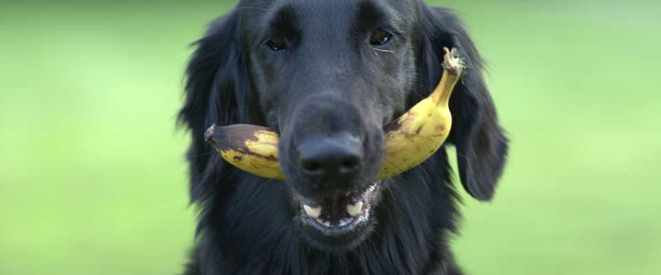 Czy Pies Moe Je Banana?