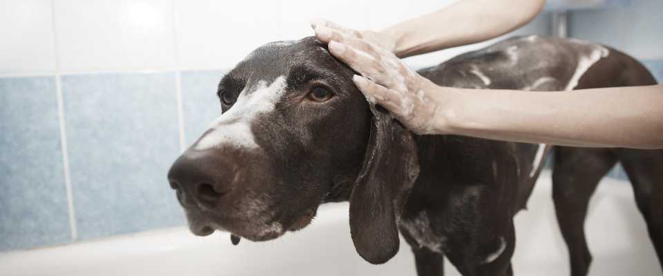 4 sprawdzone sposoby na pozbycie si nieprzyjemnego zapachu psa w domu