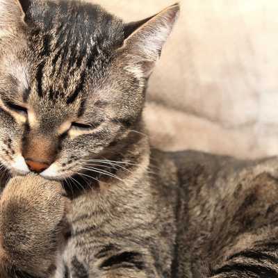 Kule Włosowe u Kotów, czyli Zakłaczenie: co to jest? Objawy i Leczenie