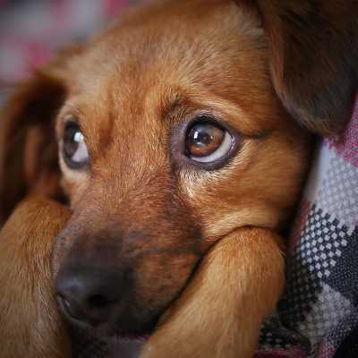 Choroby Odkleszczowe u Psa: Objawy i Leczenie