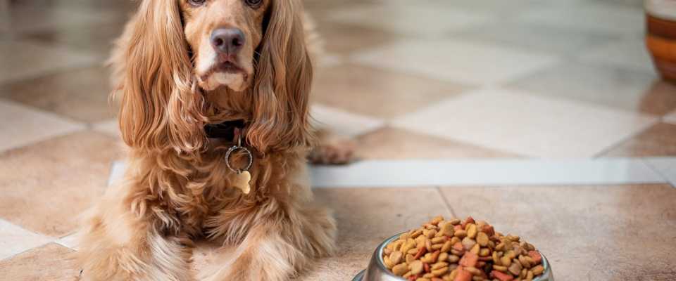 Czy pies moe je tylko such karm?