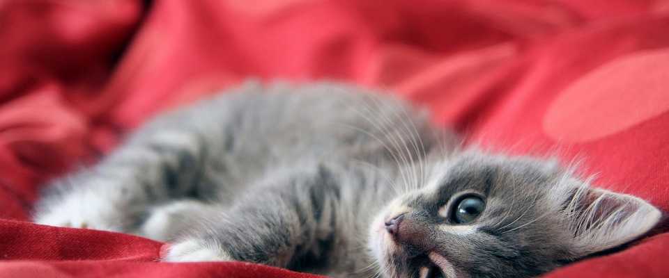 Czy koty wyczuwaj choroby u ludzi? Sprawd!