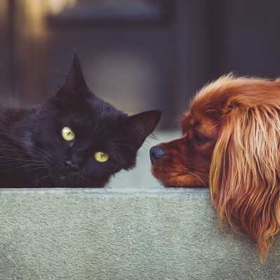 Jak zaprzyjaźnić psa z kotem?