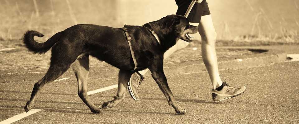 Jak biega z psem? Poradnik dla pocztkujcych biegaczy!