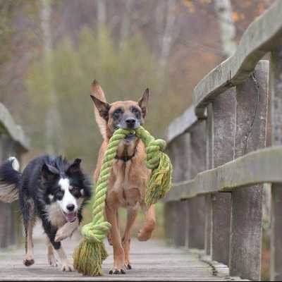 5 najlepszych zabaw z psem w trakcie spaceru!