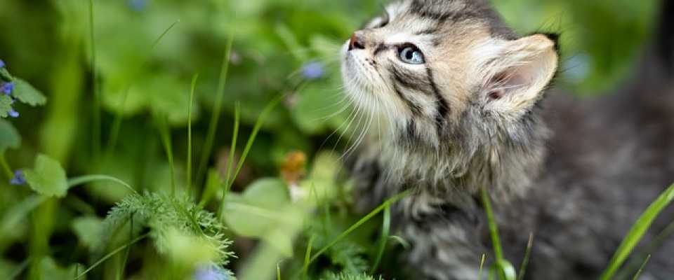 Trawa dla kota  do czego suy trawa naszemu milusiskiemu?