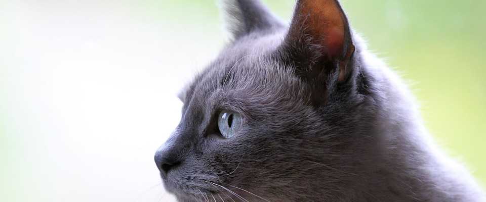 Sterylizacja kota - co warto wiedzie przed zabiegiem?